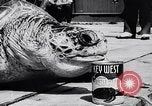 Image of turtles Florida United States USA, 1951, second 43 stock footage video 65675037431