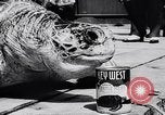 Image of turtles Florida United States USA, 1951, second 44 stock footage video 65675037431