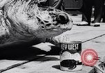 Image of turtles Florida United States USA, 1951, second 45 stock footage video 65675037431