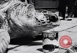 Image of turtles Florida United States USA, 1951, second 46 stock footage video 65675037431