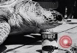 Image of turtles Florida United States USA, 1951, second 47 stock footage video 65675037431