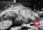 Image of turtles Florida United States USA, 1951, second 48 stock footage video 65675037431