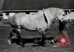 Image of horses United States USA, 1945, second 14 stock footage video 65675037434