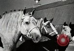 Image of horses United States USA, 1945, second 20 stock footage video 65675037434