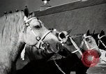 Image of horses United States USA, 1945, second 24 stock footage video 65675037434