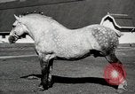 Image of horses United States USA, 1945, second 27 stock footage video 65675037434