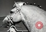 Image of horses United States USA, 1945, second 30 stock footage video 65675037434