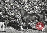 Image of horses United States USA, 1945, second 31 stock footage video 65675037434
