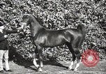 Image of horses United States USA, 1945, second 32 stock footage video 65675037434