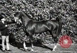 Image of horses United States USA, 1945, second 33 stock footage video 65675037434