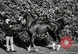 Image of horses United States USA, 1945, second 34 stock footage video 65675037434