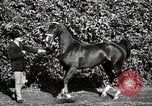 Image of horses United States USA, 1945, second 35 stock footage video 65675037434