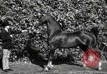 Image of horses United States USA, 1945, second 36 stock footage video 65675037434