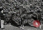 Image of horses United States USA, 1945, second 37 stock footage video 65675037434