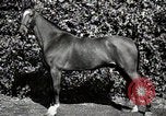 Image of horses United States USA, 1945, second 38 stock footage video 65675037434