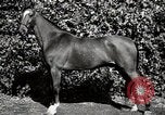Image of horses United States USA, 1945, second 39 stock footage video 65675037434