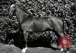 Image of horses United States USA, 1945, second 40 stock footage video 65675037434
