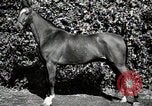 Image of horses United States USA, 1945, second 41 stock footage video 65675037434
