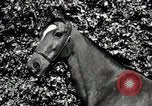 Image of horses United States USA, 1945, second 42 stock footage video 65675037434