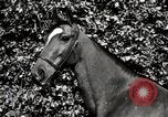 Image of horses United States USA, 1945, second 43 stock footage video 65675037434