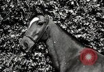 Image of horses United States USA, 1945, second 44 stock footage video 65675037434