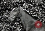 Image of horses United States USA, 1945, second 45 stock footage video 65675037434