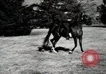 Image of horses United States USA, 1945, second 56 stock footage video 65675037434