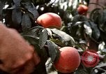 Image Pesticides United States USA, 1966, de la seconde 30 séquences d'archives historiques vidéo 65675037481