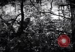 Image of Police manhunt on Long Island Babylon New York USA, 1956, second 55 stock footage video 65675037533