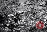 Image of Police manhunt on Long Island Babylon New York USA, 1956, second 61 stock footage video 65675037533