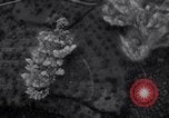 Image of Atom Bomb Bremen Germany, 1945, second 30 stock footage video 65675037578