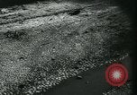 Image of Warsaw capitulates after siege by German forces Warsaw Poland, 1939, second 51 stock footage video 65675037612