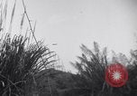 Standbild L-5 Shingbwiyang Birma, 1945, aus Sekunde 17 historischem Filmmaterial Videoclip 65675037635