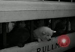 Standbild jährliche dog show Santa Cruz California USA, 1936, aus Sekunde 21 historischem Filmmaterial Videoclip 65675037654