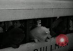 Standbild jährliche dog show Santa Cruz California USA, 1936, aus Sekunde 22 historischem Filmmaterial Videoclip 65675037654