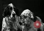 Standbild jährliche dog show Santa Cruz California USA, 1936, aus Sekunde 31 historischem Filmmaterial Videoclip 65675037654