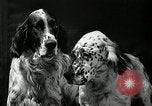 Standbild jährliche dog show Santa Cruz California USA, 1936, aus Sekunde 32 historischem Filmmaterial Videoclip 65675037654