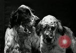 Standbild jährliche dog show Santa Cruz California USA, 1936, aus Sekunde 33 historischem Filmmaterial Videoclip 65675037654
