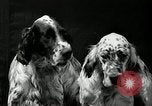 Standbild jährliche dog show Santa Cruz California USA, 1936, aus Sekunde 34 historischem Filmmaterial Videoclip 65675037654