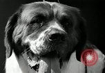 Standbild jährliche dog show Santa Cruz California USA, 1936, aus Sekunde 37 historischem Filmmaterial Videoclip 65675037654