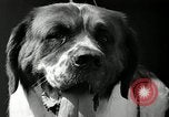Standbild jährliche dog show Santa Cruz California USA, 1936, aus Sekunde 38 historischem Filmmaterial Videoclip 65675037654