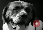 Standbild jährliche dog show Santa Cruz California USA, 1936, aus Sekunde 39 historischem Filmmaterial Videoclip 65675037654