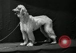 Standbild jährliche dog show Santa Cruz California USA, 1936, aus Sekunde 40 historischem Filmmaterial Videoclip 65675037654