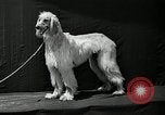 Standbild jährliche dog show Santa Cruz California USA, 1936, aus Sekunde 41 historischem Filmmaterial Videoclip 65675037654