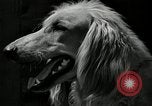 Standbild jährliche dog show Santa Cruz California USA, 1936, aus Sekunde 42 historischem Filmmaterial Videoclip 65675037654