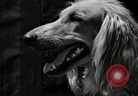 Standbild jährliche dog show Santa Cruz California USA, 1936, aus Sekunde 43 historischem Filmmaterial Videoclip 65675037654