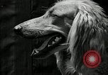 Standbild jährliche dog show Santa Cruz California USA, 1936, aus Sekunde 44 historischem Filmmaterial Videoclip 65675037654