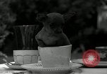 Image Pinscher miniature New Jersey United States USA, 1936, de la seconde 12 séquences d'archives historiques vidéo 65675037655