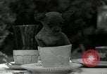 Image Pinscher miniature New Jersey United States USA, 1936, de la seconde 13 séquences d'archives historiques vidéo 65675037655