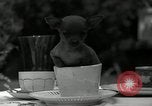 Image Pinscher miniature New Jersey United States USA, 1936, de la seconde 15 séquences d'archives historiques vidéo 65675037655